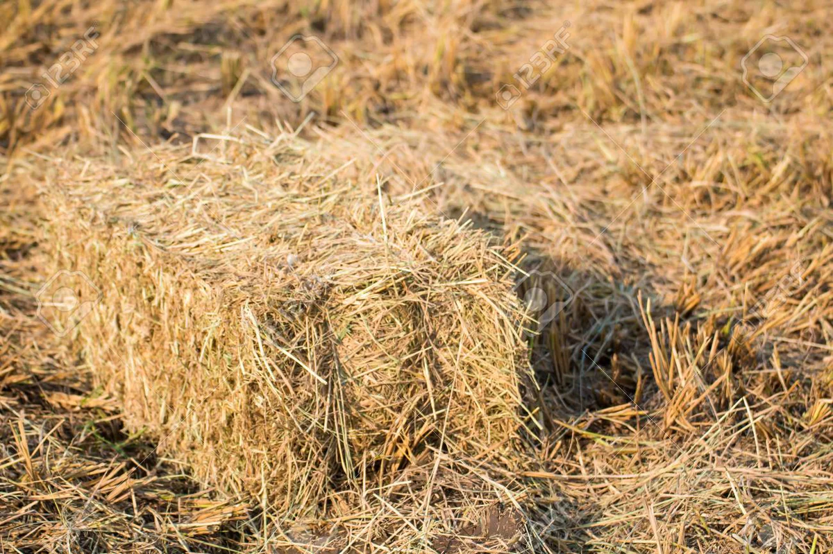 Agricultural Straw