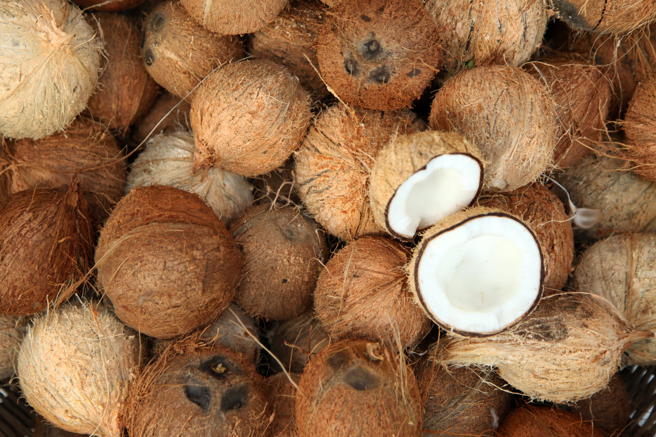 Coconut Shell